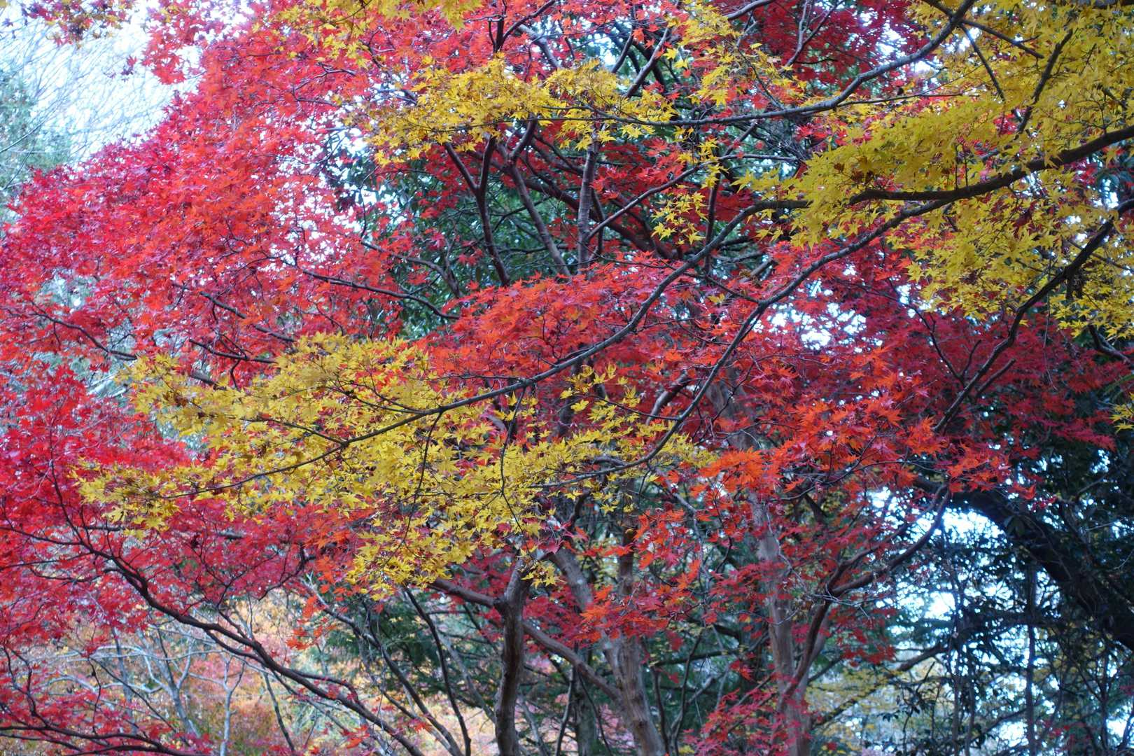 三方山-小倉山-養老山-北尾根P826峰 周回コースの写真