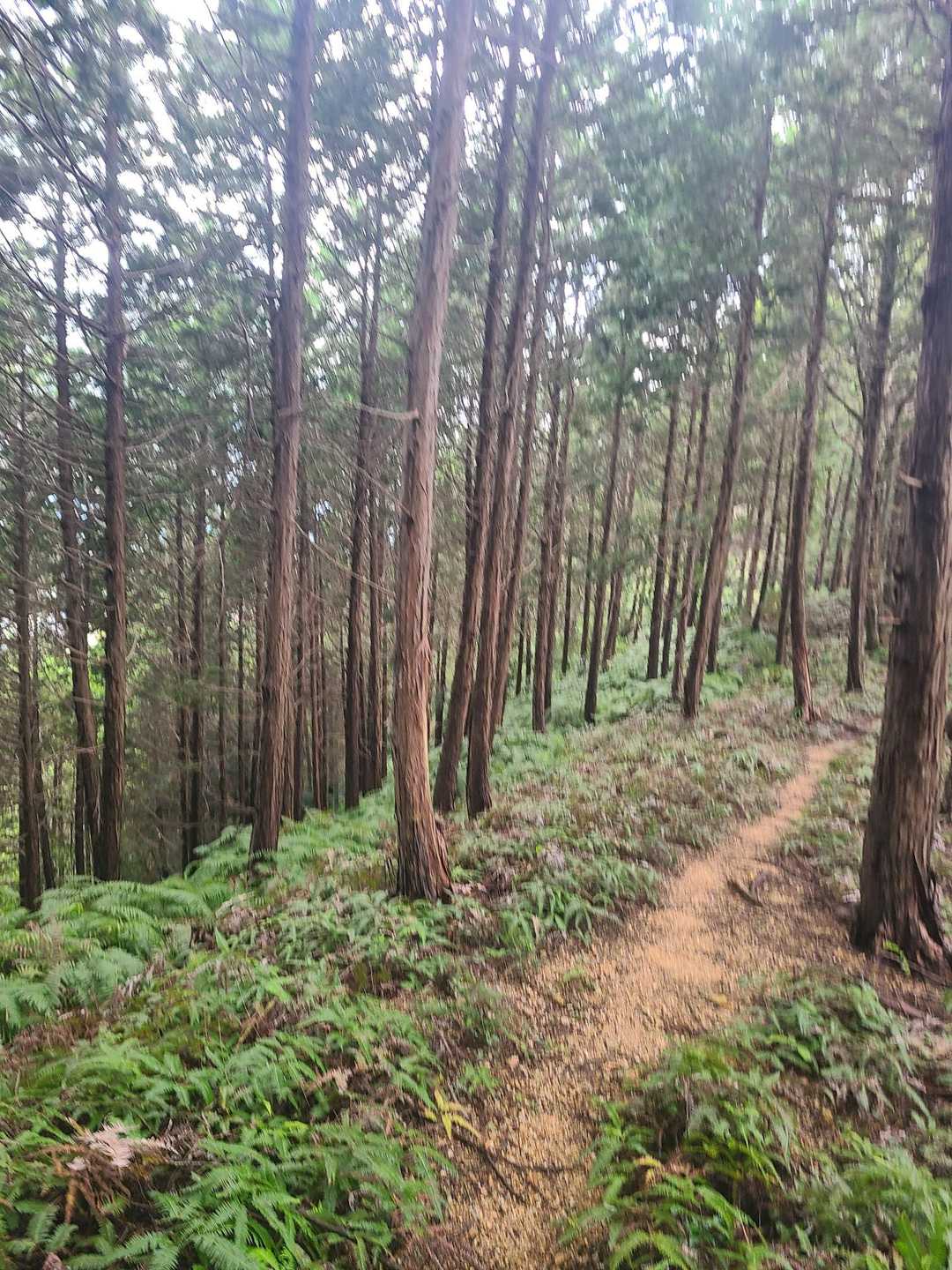 大平山 往復コースの写真