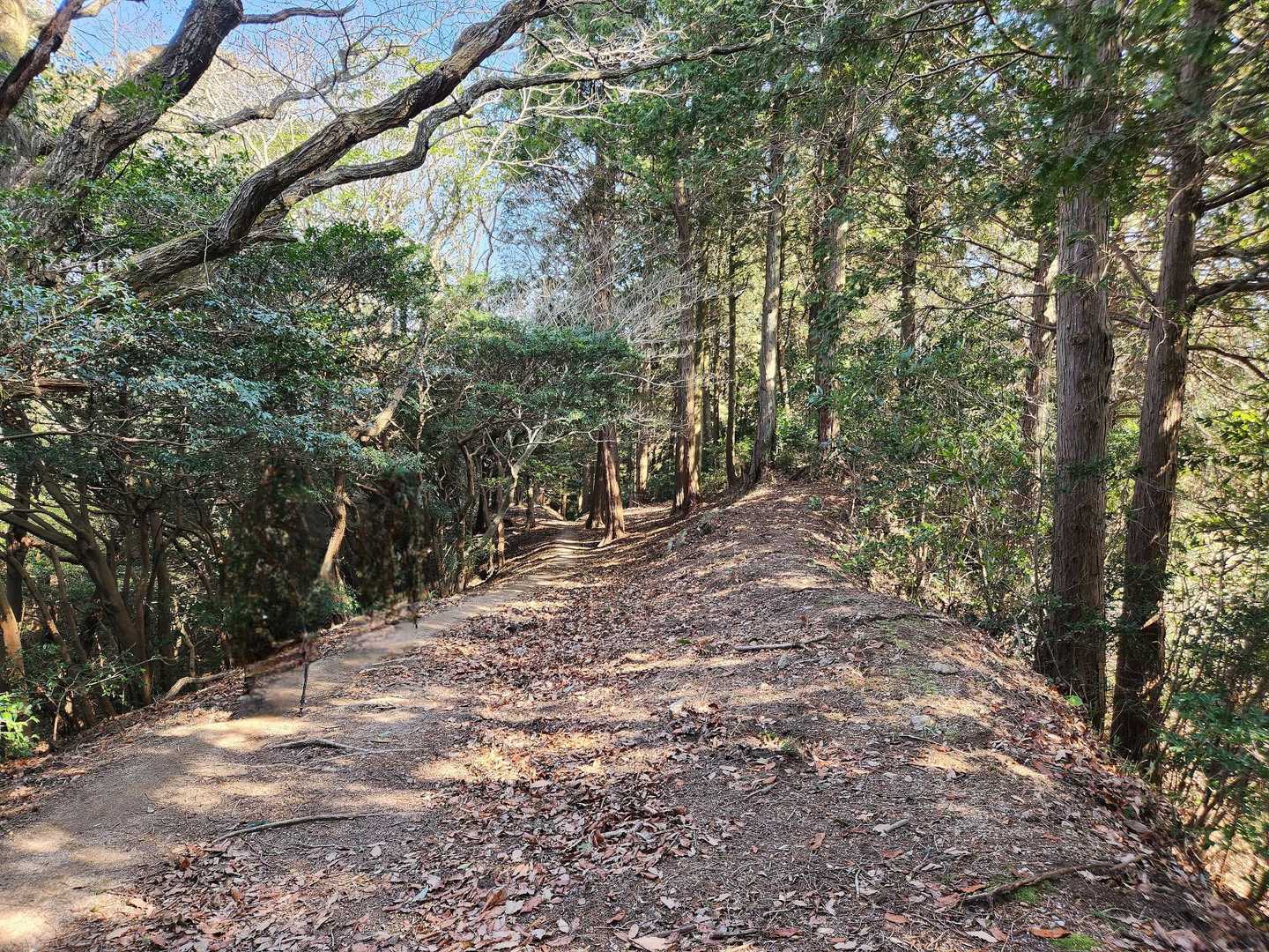 焼米ヶ原登山口-大原山 往復コースの写真