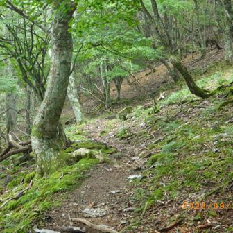 往路はまだ暗い時間帯だったので気づかなかったが苔が序盤も美しい
