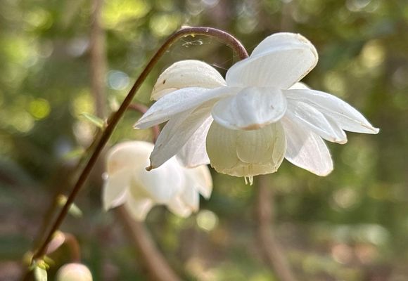 よっちゃん｜群馬県の登山記録 | YAMAP / ヤマップ