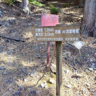 まだ残っている政次郎尾根。いくことあるかなぁ？