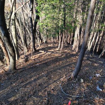 この先は踏跡、表示類のない尾根を麓の林道まで下る。