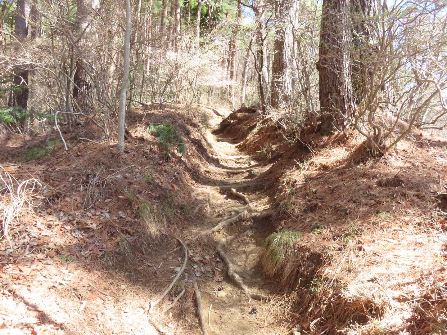 登山道は良く整備されていて歩きやすかったです。