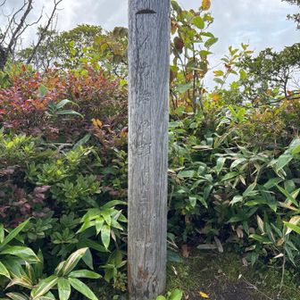 イカイワの頭
