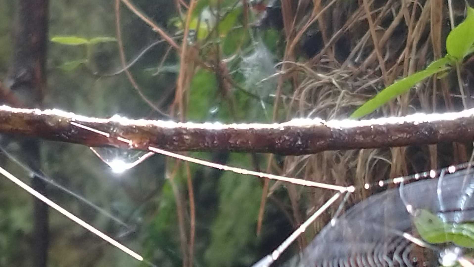 きらーん✨🕸️