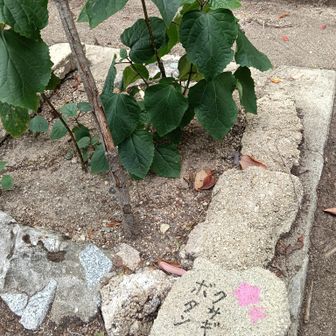 山頂に植えられたボタンクサギ
年2回咲くらしい
大きな花を見に来たい