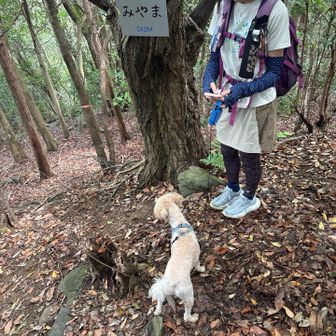 また　ここから道迷いしての