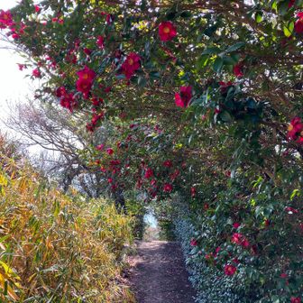綺麗な山茶花見たら
駐車場までロード歩き