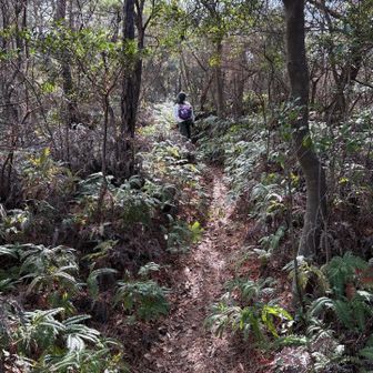 軽めのシダゾーン