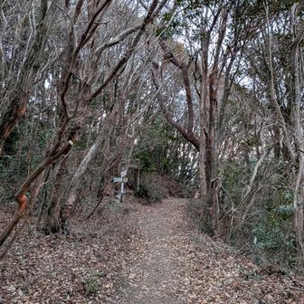 縦走路に入ると失速してしまう。
なかなかスピードがでない。