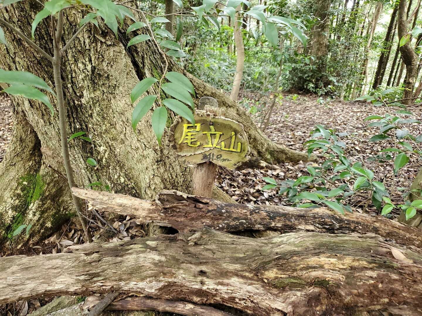 尾立山の写真