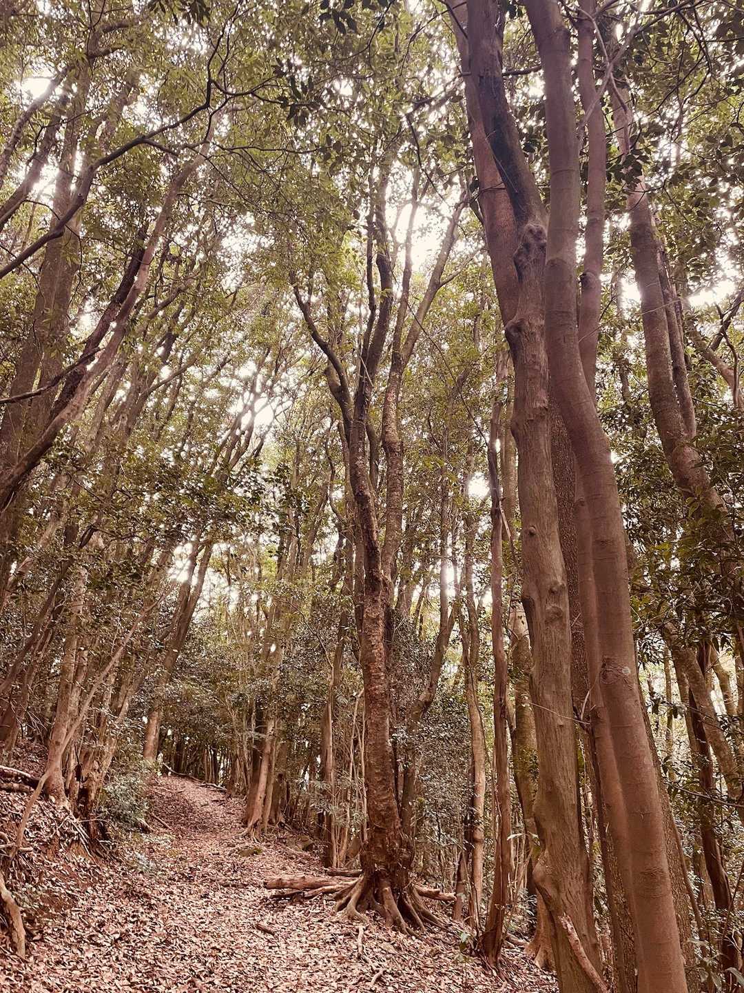 雰囲気は、どこまでも良雄なんですけどね🤭