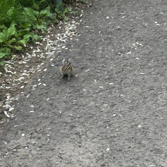 リス公園のシマリス可愛い