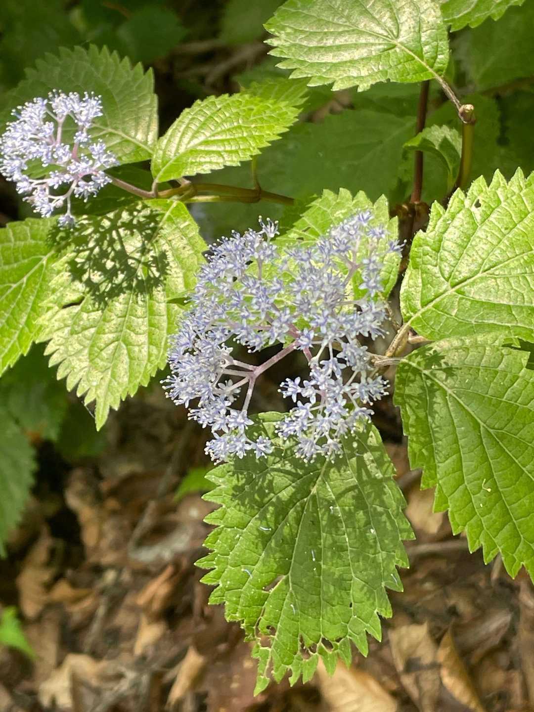 小紫陽花