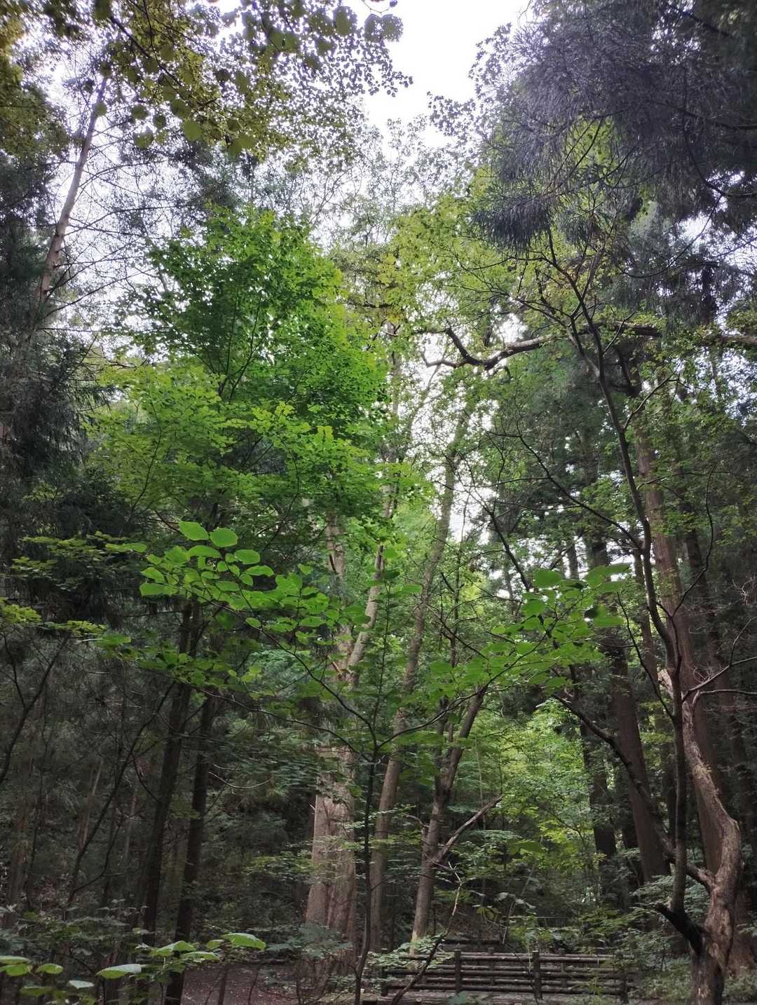 
待ってる間に、初の円山。
