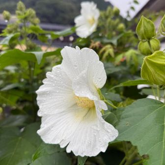 雨にもほぼ降られることもなくゴール