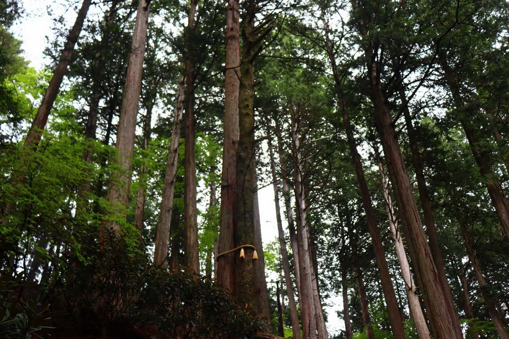 縁結びの木。種類の違う気がぴったり寄り添っているので、この名前に。
