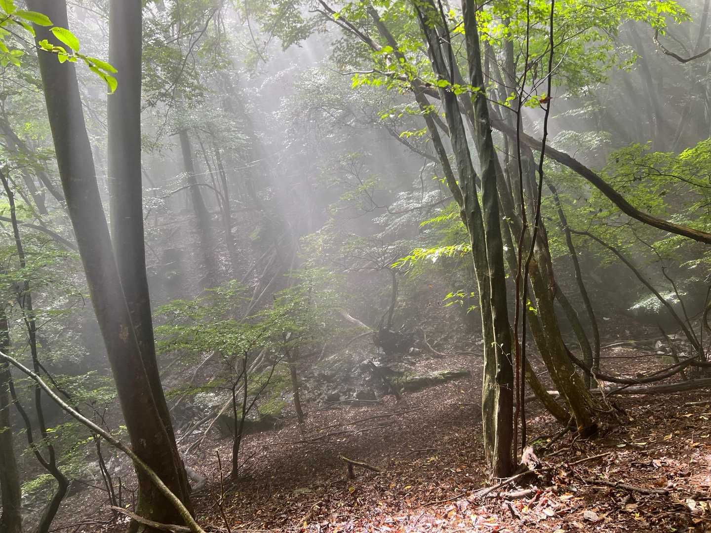 ガスの中まで下がってきた！
太陽の光で綺麗ですねー！

山の神！おっことぬし様が出てくるかも😆