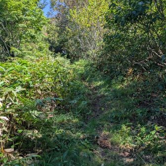 登山口近くが生い茂って、10〜20m入ると雑草が目立たないほどの道になってること、よくあります。