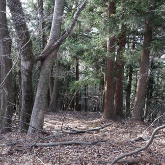 登りより下りのほうが道が若干わかりにくい