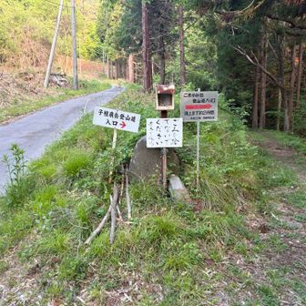 すぐに林道から右手の登山道へ🚶
最初は檜林で薄暗いですが、すぐに竹林、やがて明るい赤松の尾根歩きになります⛰️