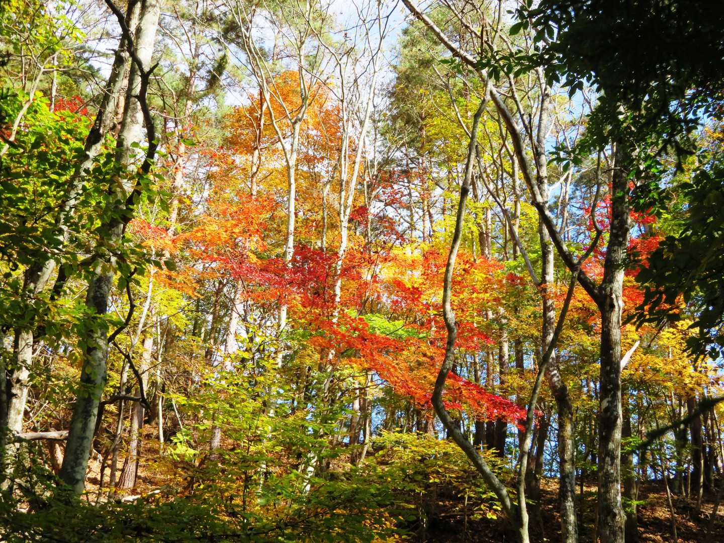 紅葉が素晴らしい