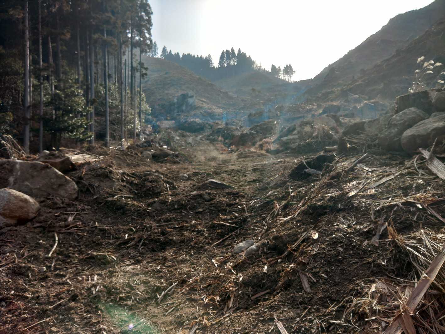 登山口より この荒涼たる 伐採跡地の中を登っていきます