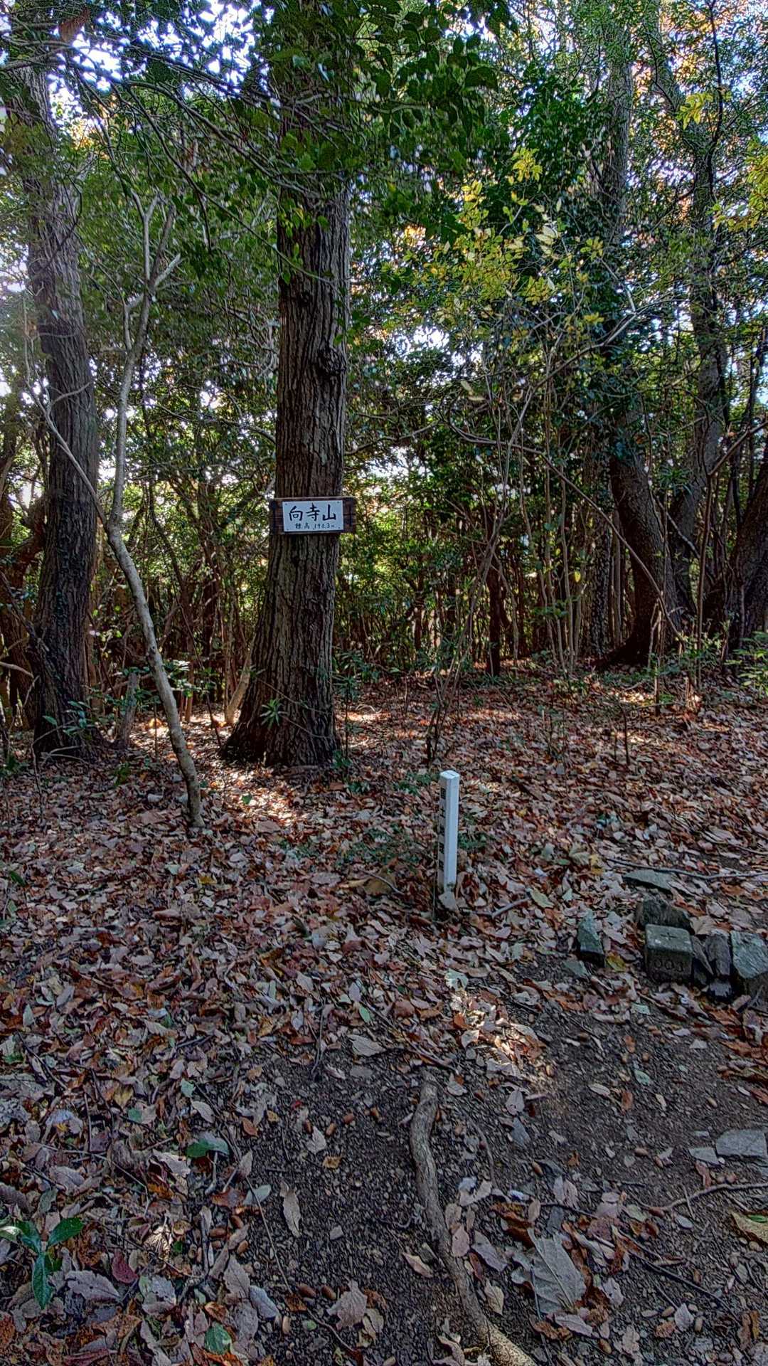 あづり越-向寺山 往復コースの写真