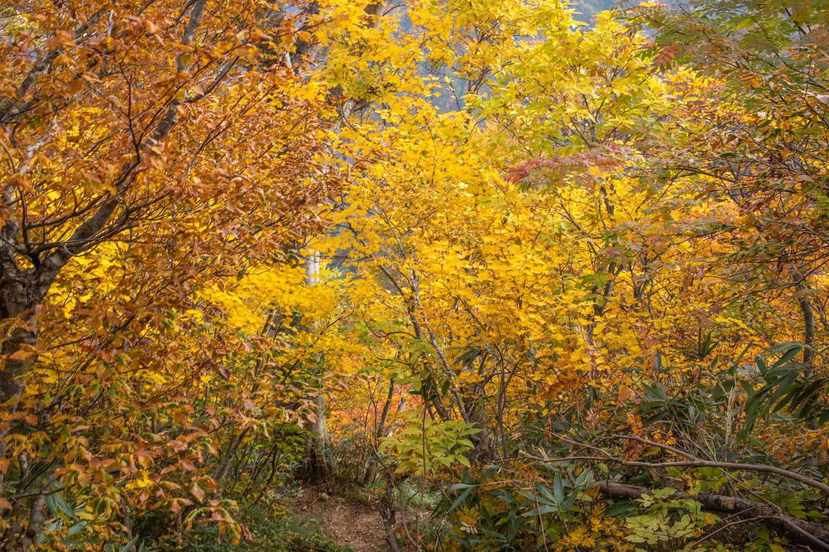 湯沢峰-梶川峰-胎内山-門内岳-北股岳-梅花皮岳-烏帽子岳 縦走コースの写真