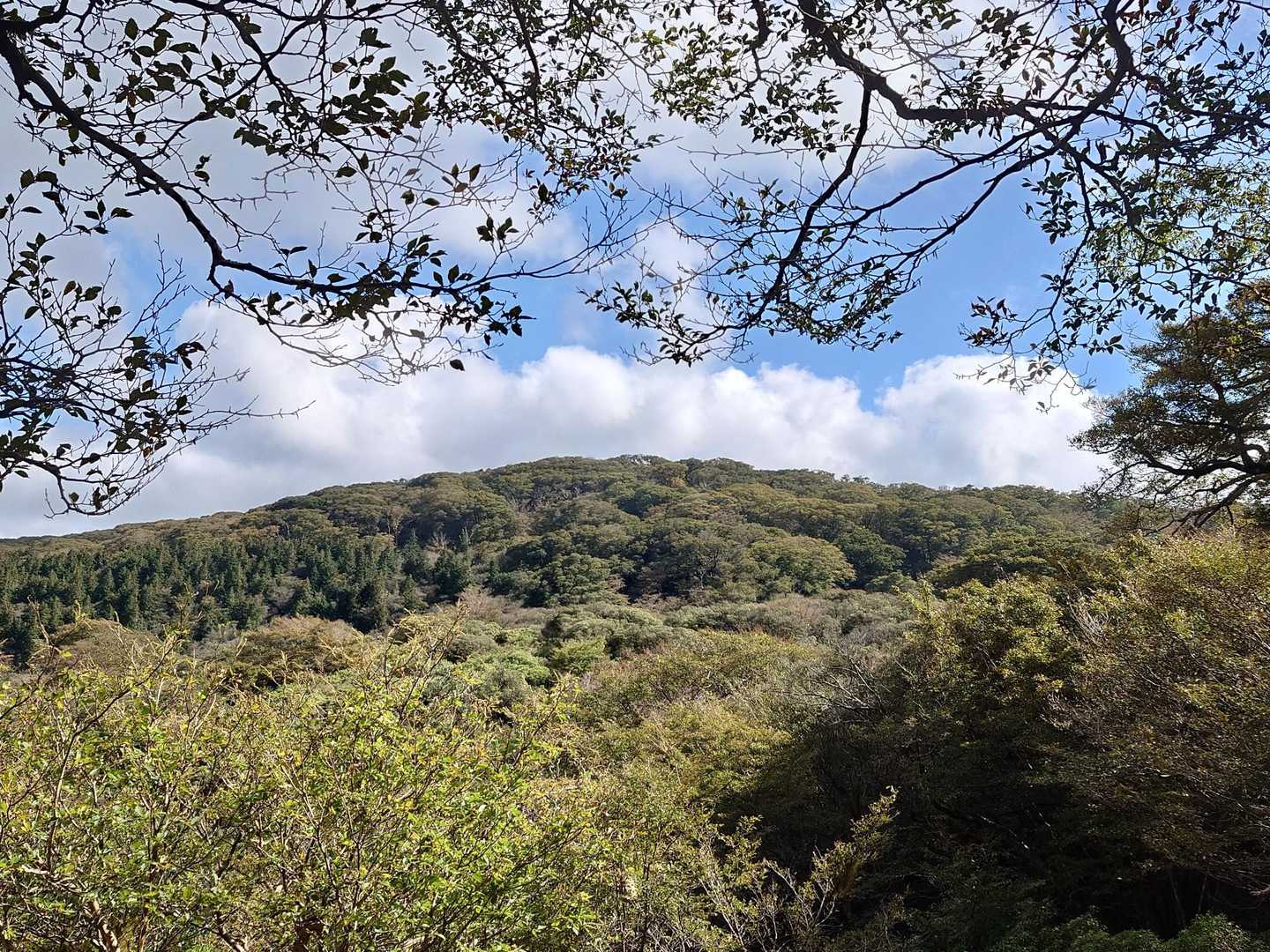 伊豆山稜線歩道から手引頭