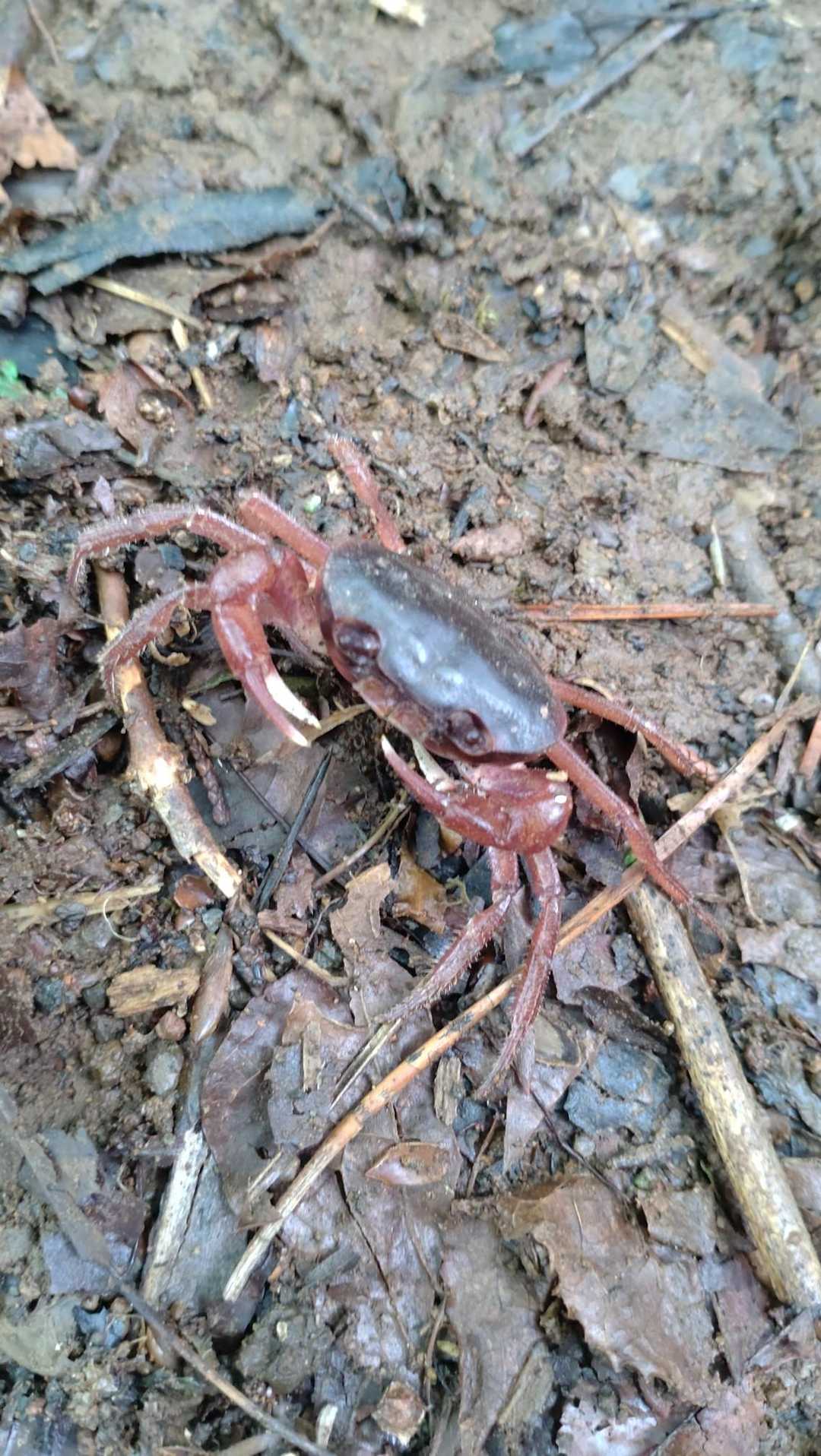 カニさんに会いました。