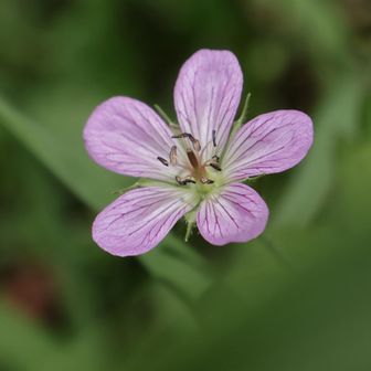 🌸ビッチュウフウロ