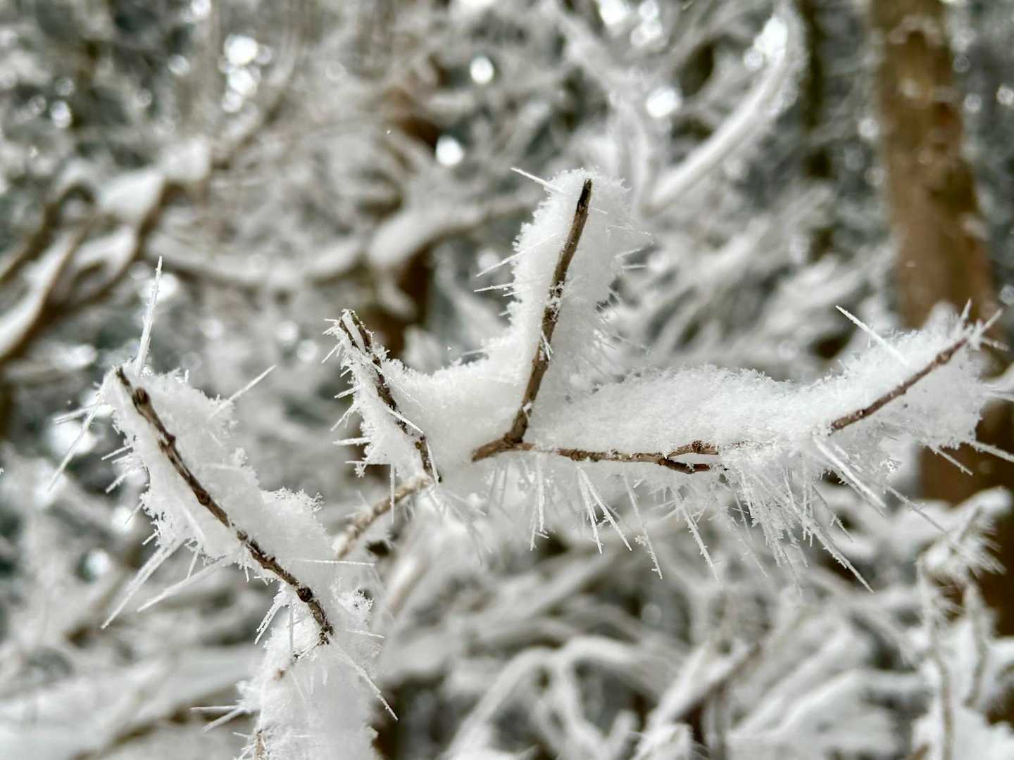 とげとげ❄️