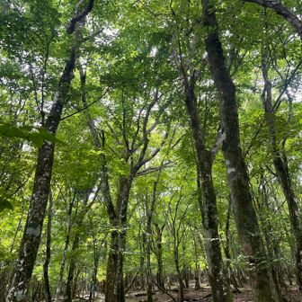 新緑のブナの森
