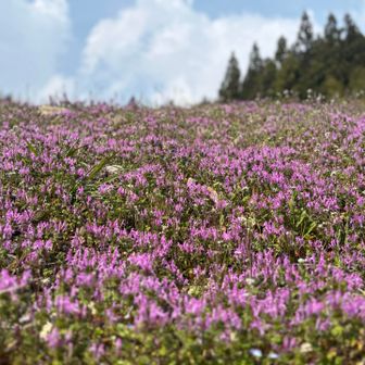 帰り道の林道脇のレンゲがキレイでした