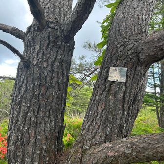 道路から少し入った場所の横峰。