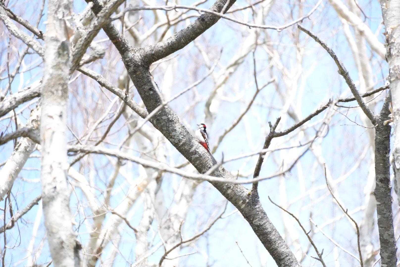 遠くにアカゲラ