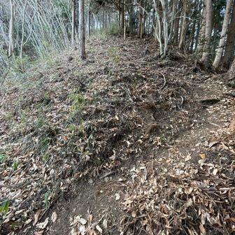 里山あるある急登です

下りのカタクリコースはとても緩やかです