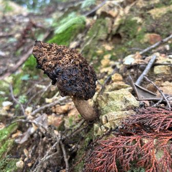 完全燃焼キノコ🍄😂
燃え尽きたな…