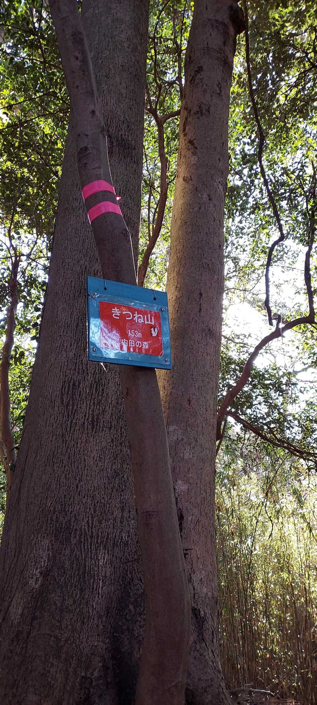 きつね山🗻をとうりました。