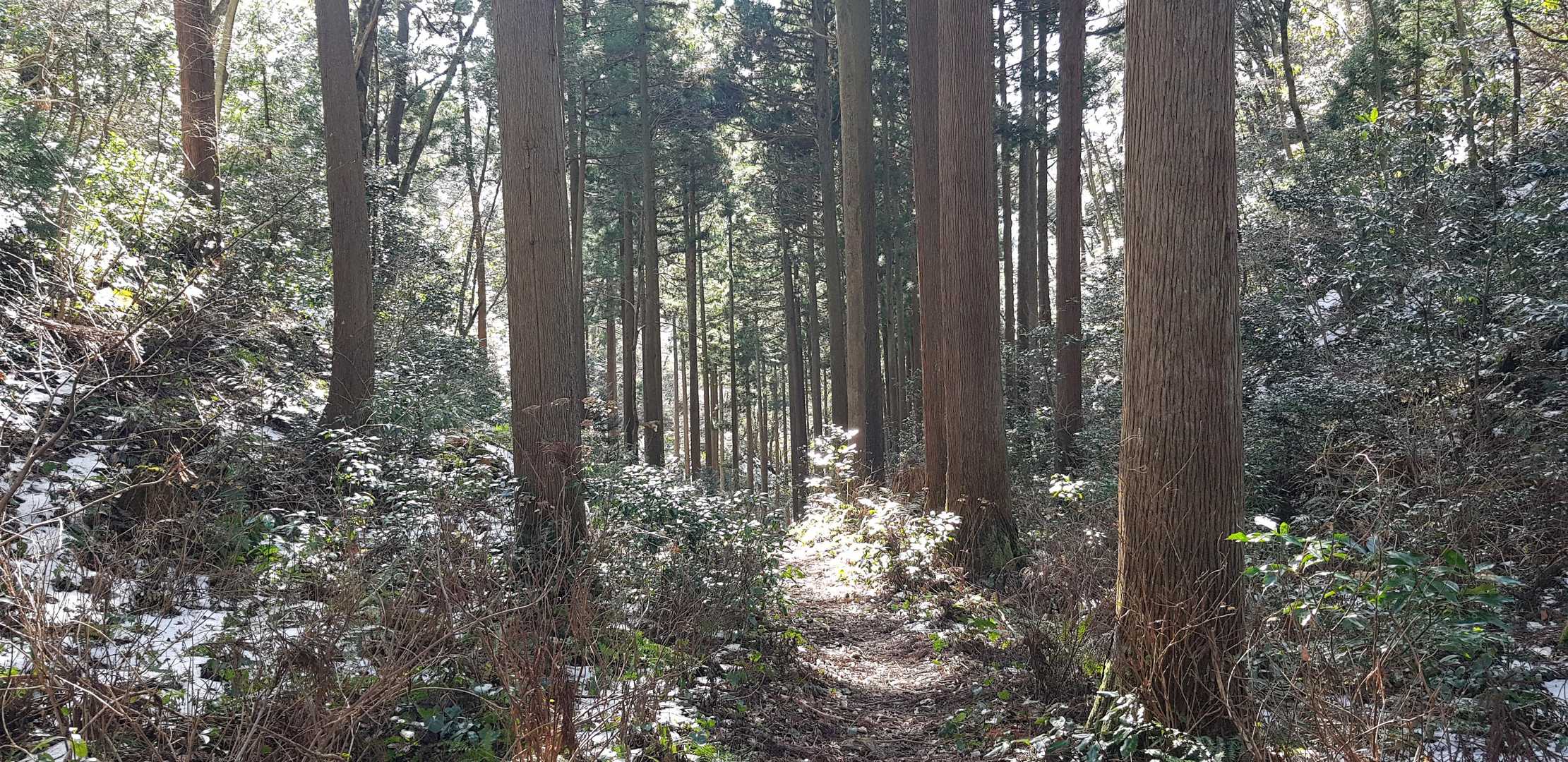 遣水観音山 周回コースの写真
