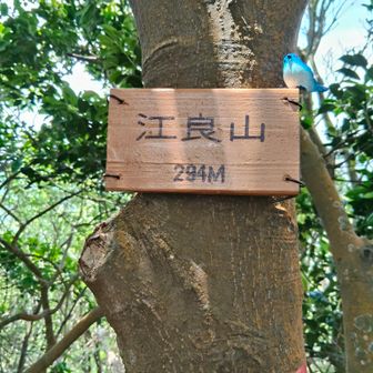 江良山 294m グレーピーク