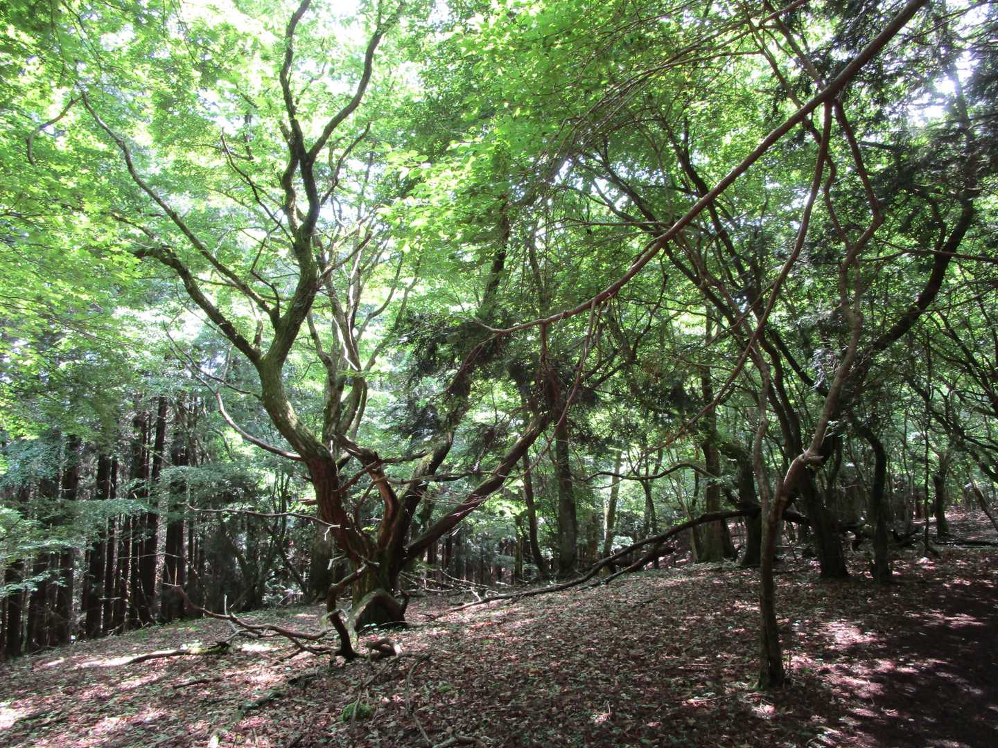 いい感じの自然林を抜けて、