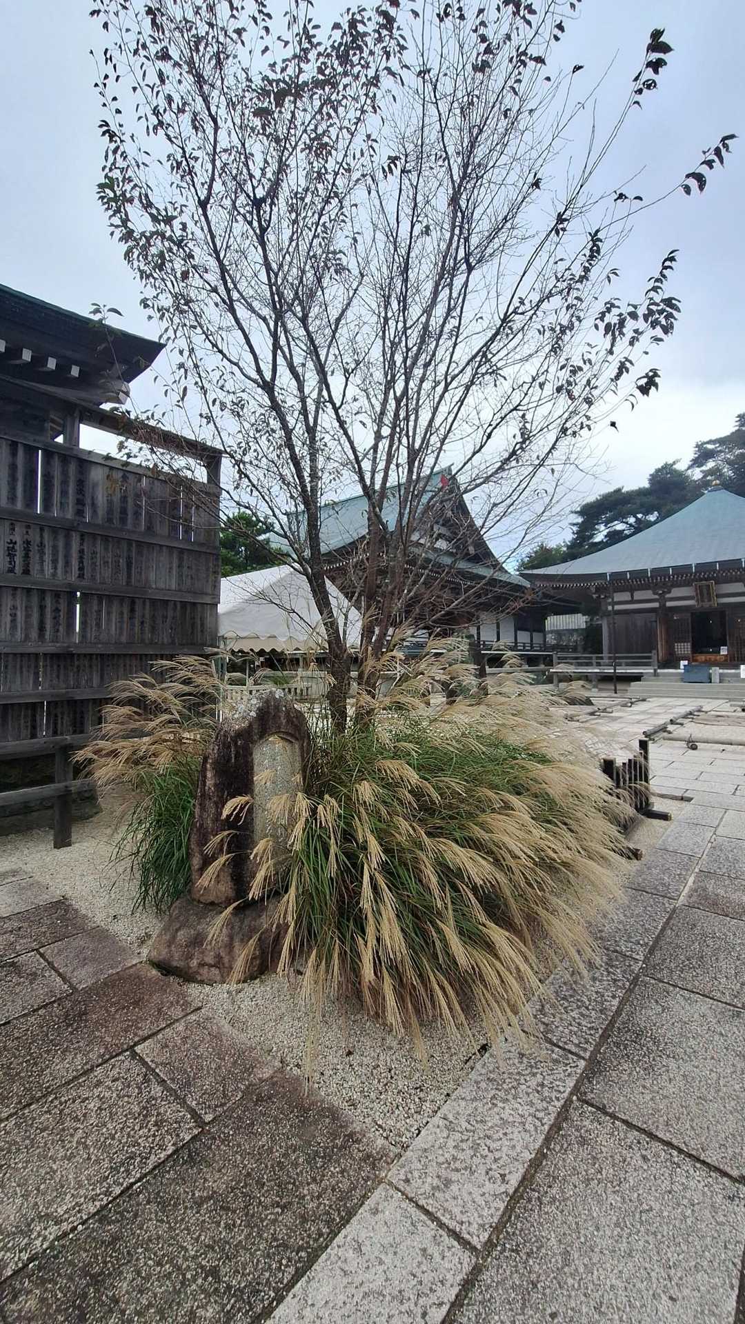 ススキも少しだけ開き出していた