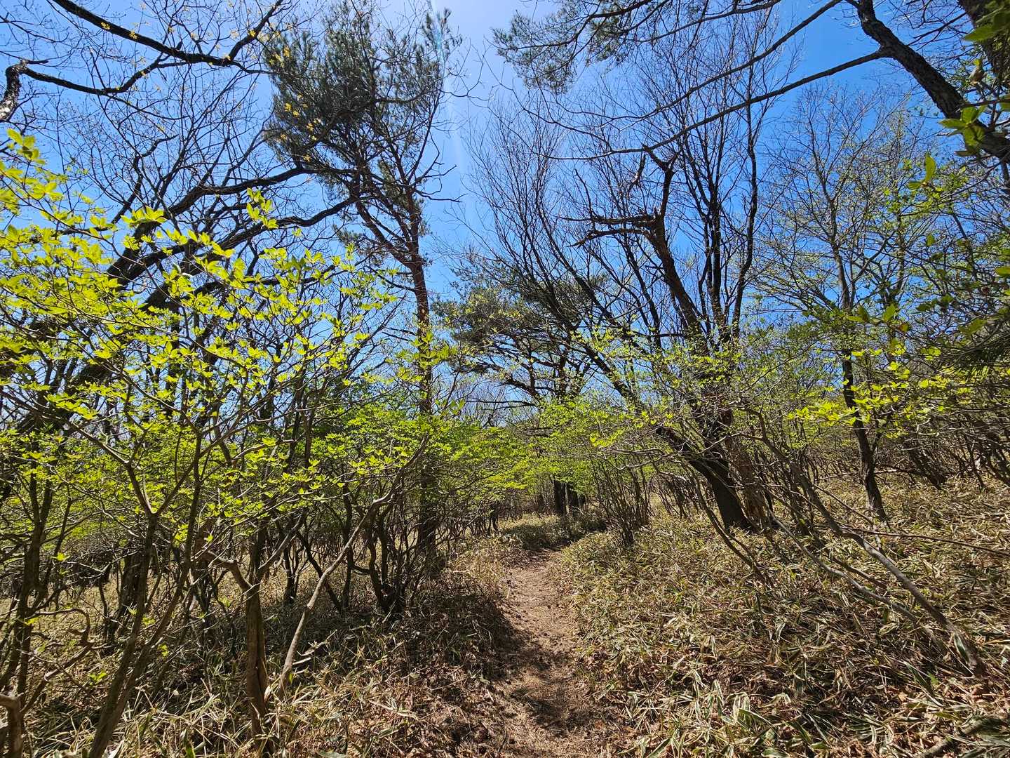 冷たい風が気持ちいい新緑で
足に負担のかからない下山道
痛くないし！歩きやすぃ✨

トレランの方もいて走りやすそぅ
ここなら走ってトレになるかな
と。思ったり思わなかったり