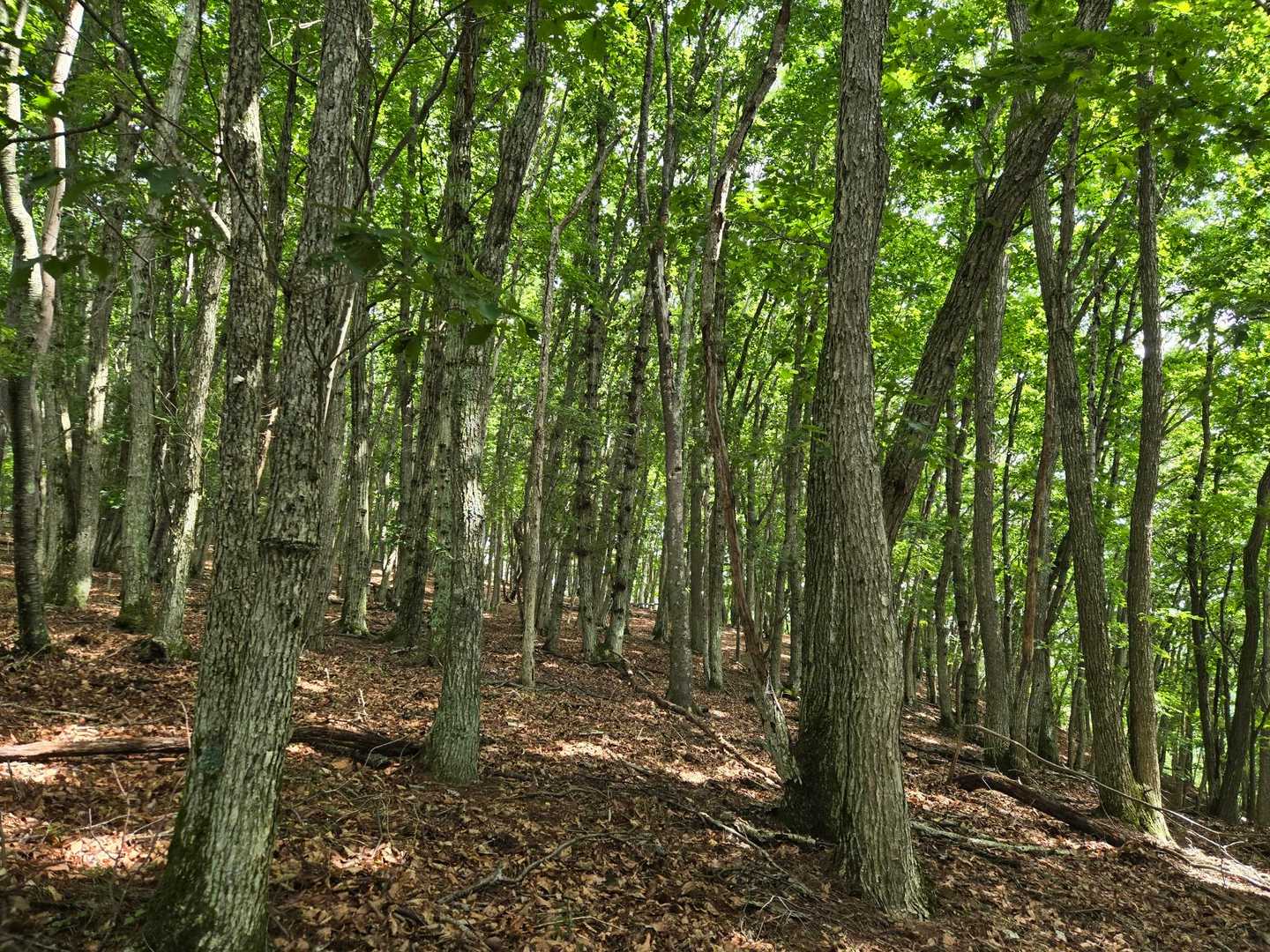 広葉樹林の緑が綺麗🌳✨