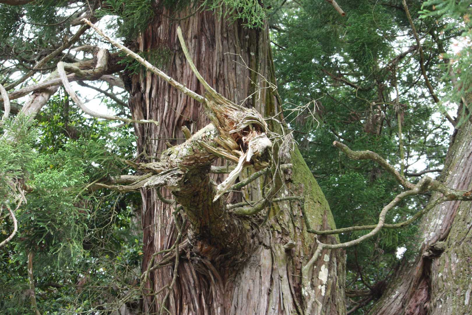高岡神社-竜王山 往復コースの写真