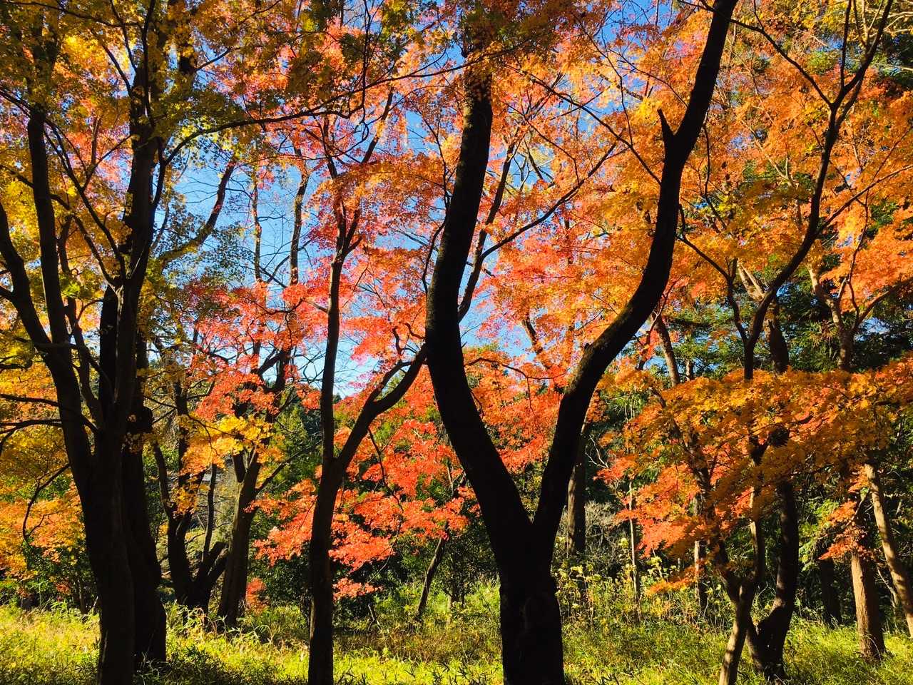 大平山 往復コースの写真