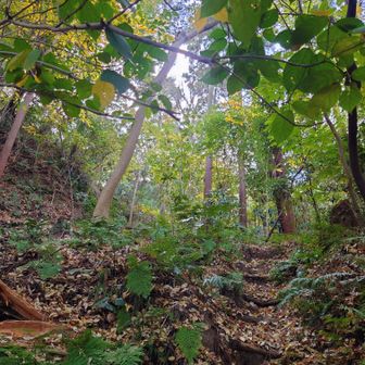 地図が無いのでそれっぽい道を歩いて行くと…